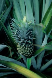 Agriculture;-Ananas;-Archipel-des-Comores;-Culture;-France;-Fruit;-Kaleidos;-Kaleidos-images;-La-parole-à-limage;-Laurent-Abad;-Mayotte;-Océan-Indien;-Plantation;-Plante;-Stories-Pictures